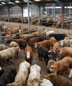 Buy CATTLE FOR SLAUGHTERING online