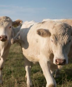 Buy CHAROLAIS CATTLE online